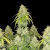 Blue Cheese Auto