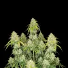 Blue Cheese Auto