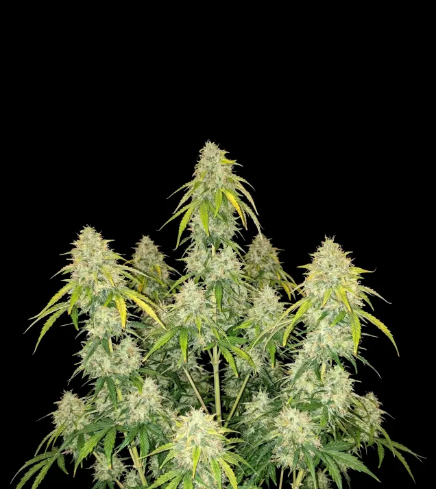 Blue Cheese Auto