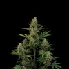Blueberry Auto