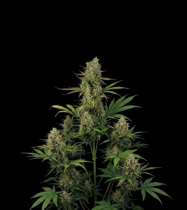 Blueberry Auto