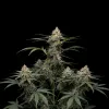 Blueberry Fast