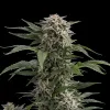 Bubba Kush Auto