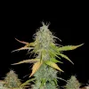 Chemdog Auto