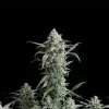 Cherry Pie Auto