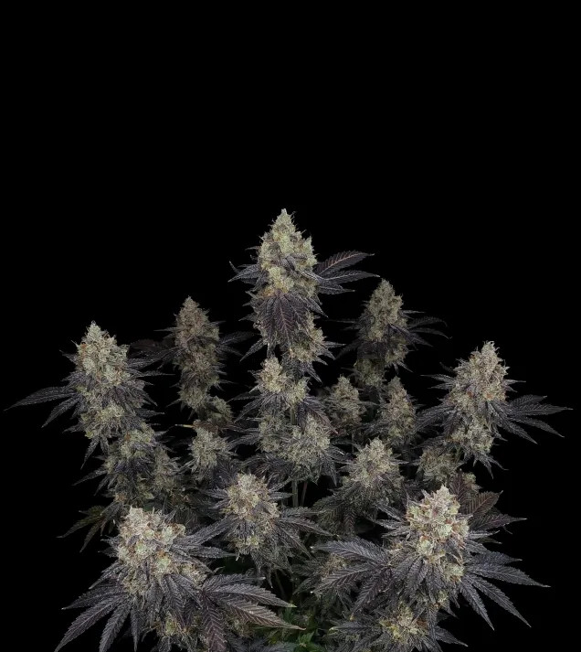 Chocolope Auto