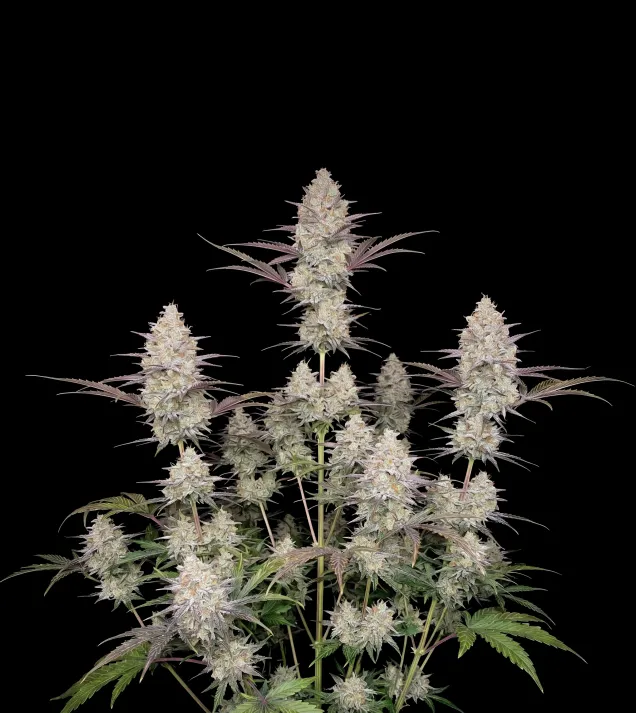 Chocolope Fast