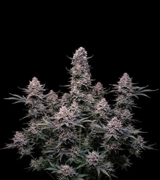 Do-Si-Dos Auto