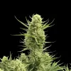 Gelato Auto