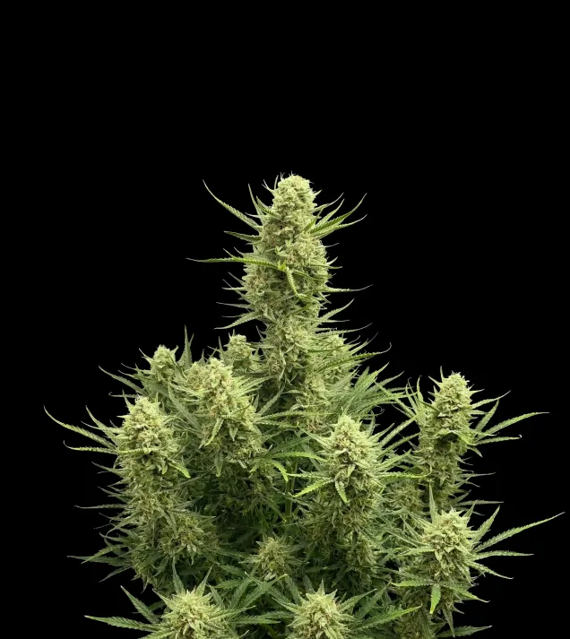 Gelato Auto