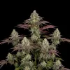Gelato
