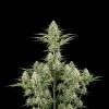 Green Crack Fast
