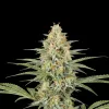 Green Crack