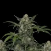 Haze Auto