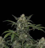 Haze Auto