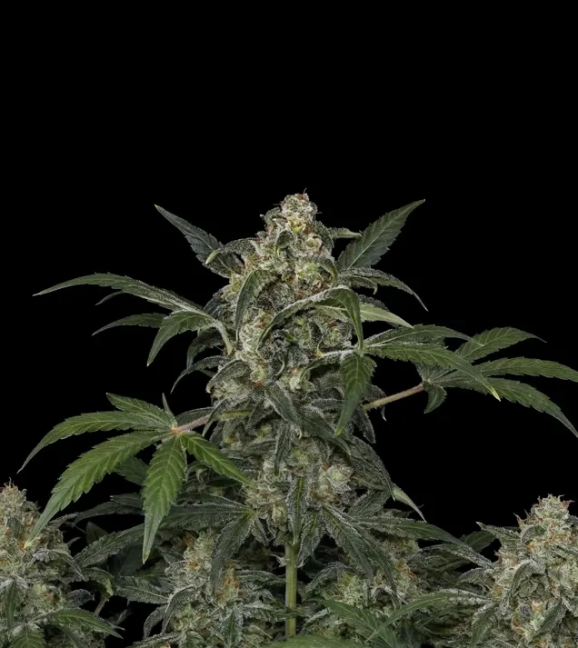 Haze Auto