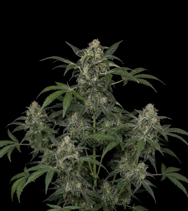 Haze Auto