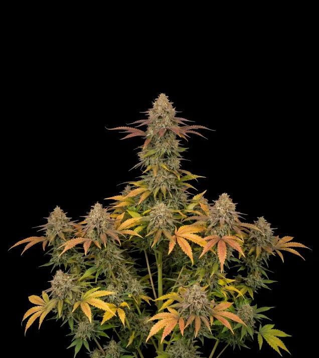 Master Kush