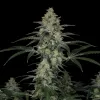 MK Ultra