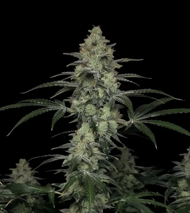 MK Ultra