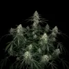 MK Ultra