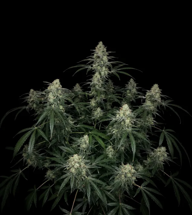 MK Ultra