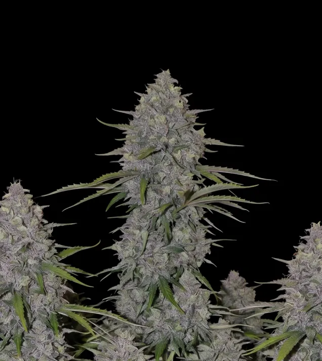 Neville Haze Auto