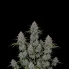 Neville Haze Auto