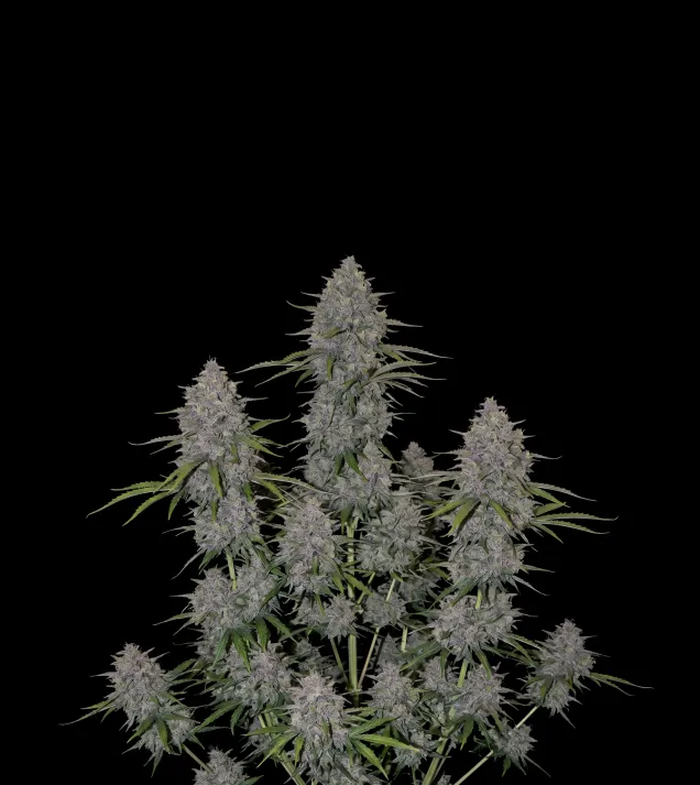 Neville Haze Auto