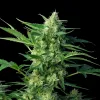 NY Diesel Auto