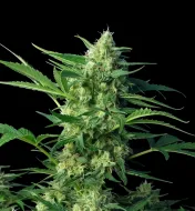 NY Diesel Auto