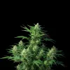 NY Diesel Auto
