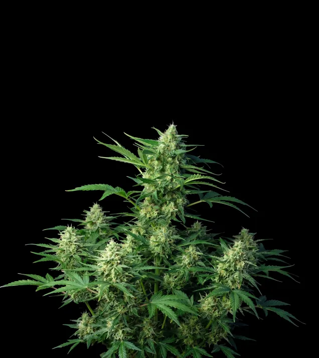 NY Diesel Auto