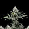 NYC Diesel