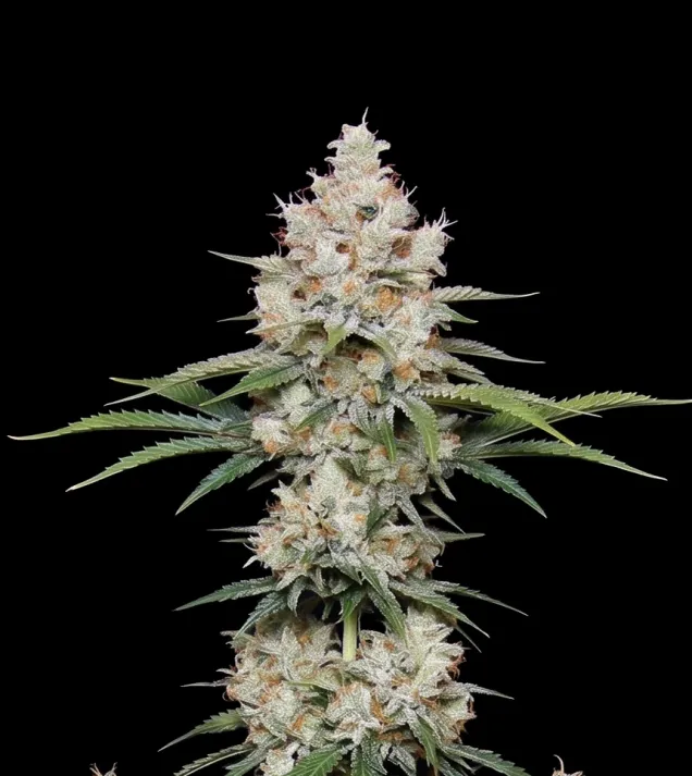 NYC Diesel Regular