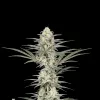 Pineapple Chunk