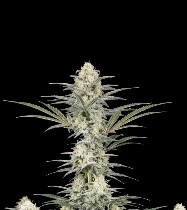 Pineapple Chunk