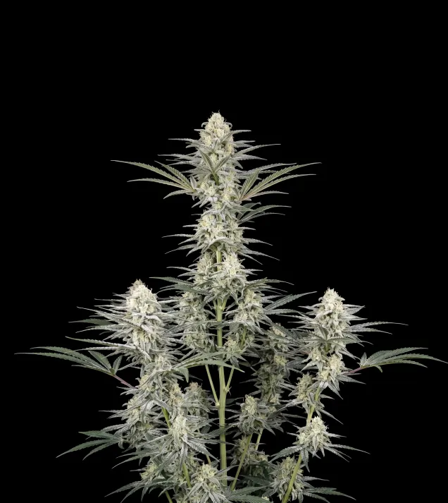 Pineapple Chunk