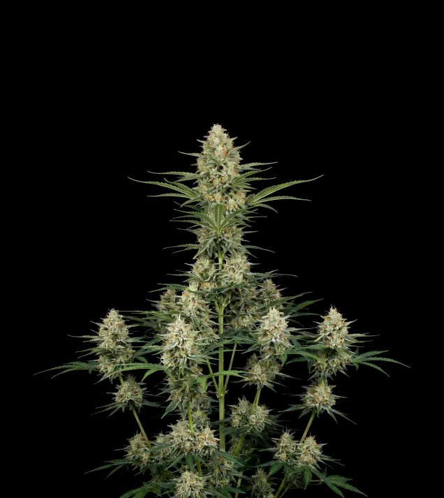 Pineapple Haze