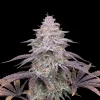 Pineapple Kush