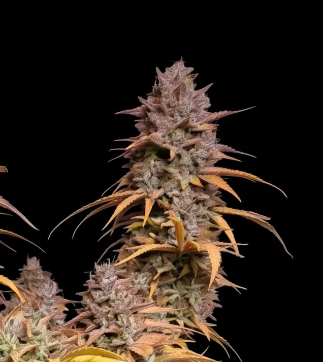 Pink Rozay Auto