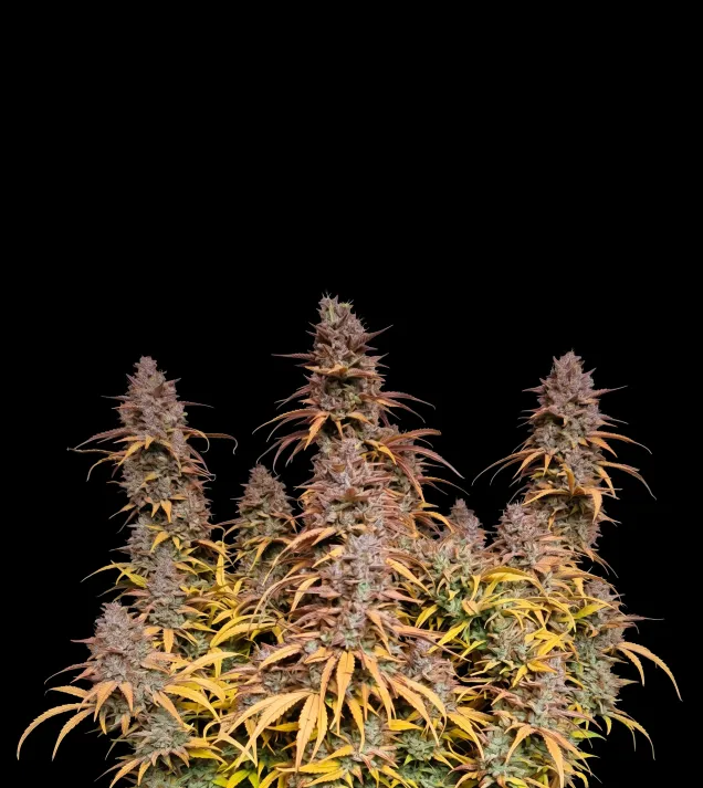 Pink Rozay Auto