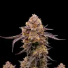 Purple Haze Auto