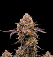 Purple Haze Auto