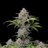 Purple Punch Auto