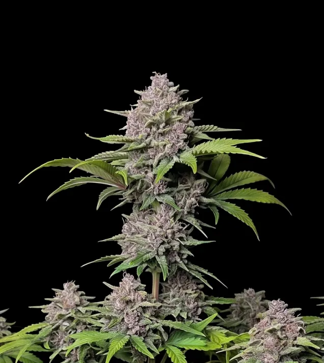 Purple Punch Auto