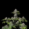 Purple Punch Auto