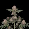 Rainbow Kush Auto