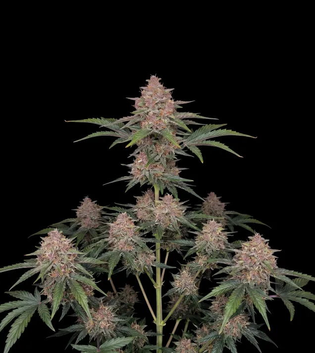 Rainbow Kush Auto