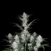 Skywalker Auto